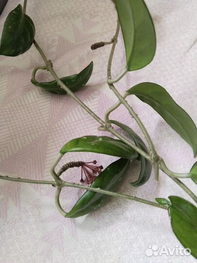 Эписция, толстянка,оксалис,руэллия