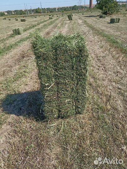 Сено люцерны в тюках