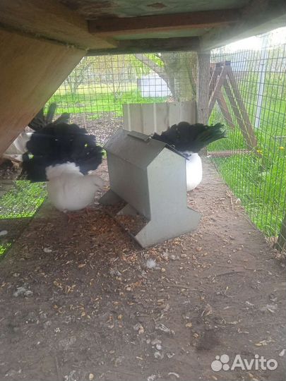 Голубь павлин