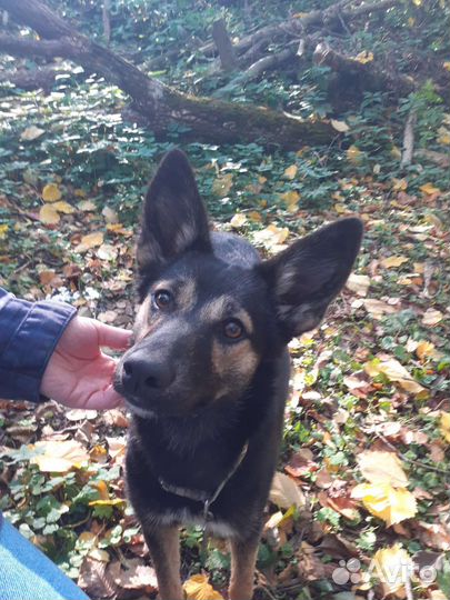 Собака в добрые руки щенок