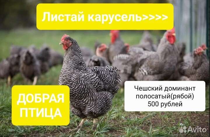 Куры-молодки.Несушки.Добрая птица