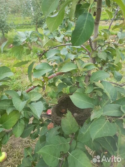 Вещи пакетом