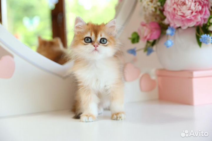 Британский длинношерстный мальчик