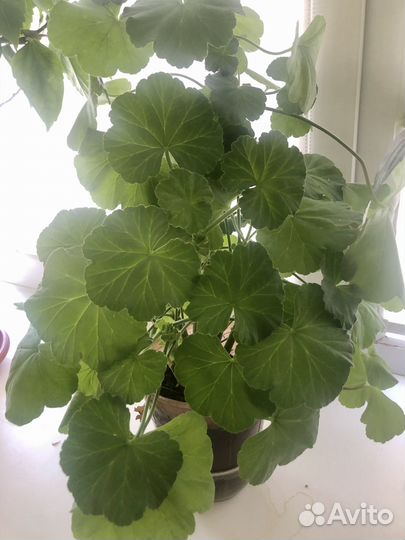 Цветы комнатные(Герань)