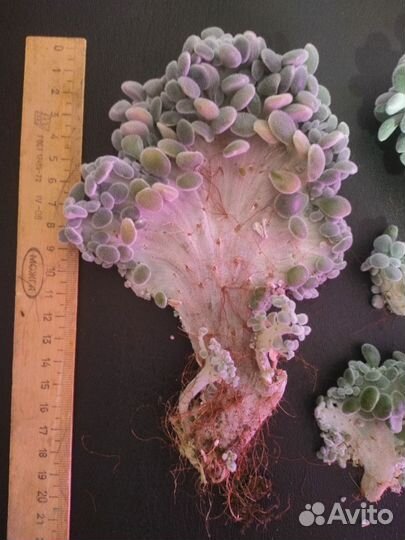 Суккулент. Эхеверия Фрости кристата