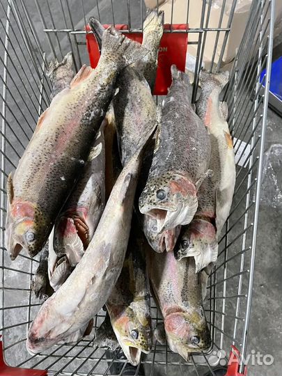 Форель оптом