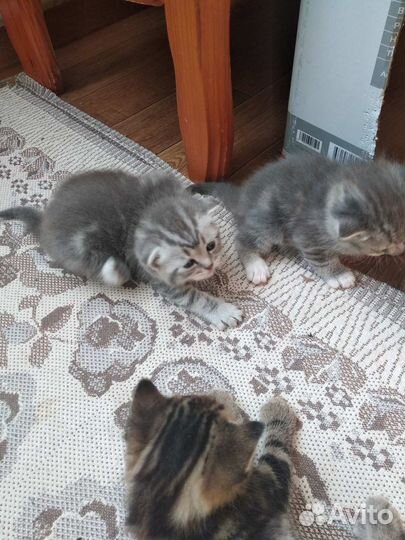 Британские котята