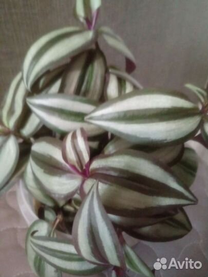 Домашние цветы