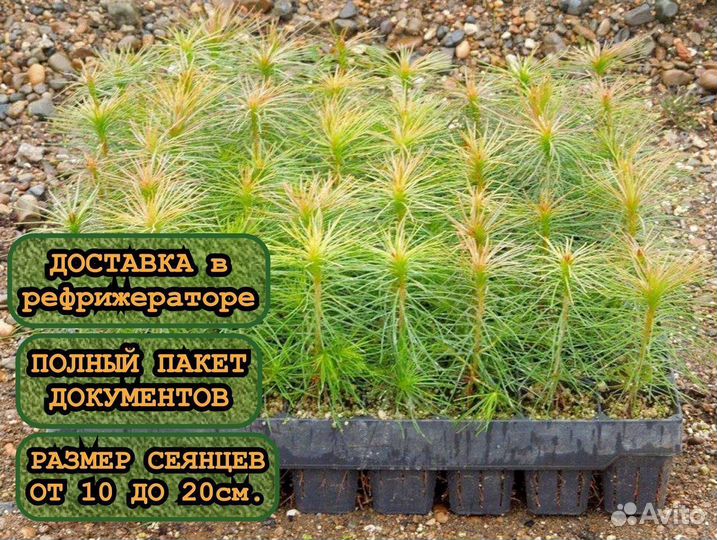 Сеянцы в кассетах зкс сосны и ели