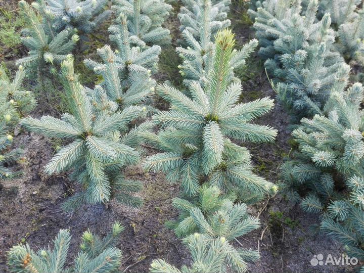 Саженцы ель голубая глаука и ели сибирская