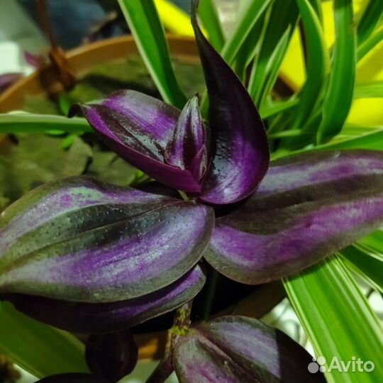 Каллизия розовая пантера, голд, ползучая, Рео