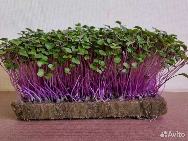 Кольраби семена