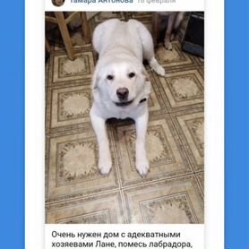 Собака в добрые руки отдам бесплатно