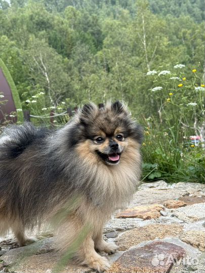 Померанский шпиц вязка