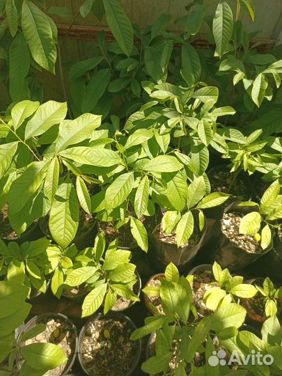 Саженцы азимина