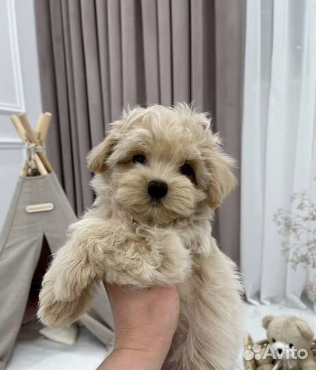 Щенки мальтипу f1 мини