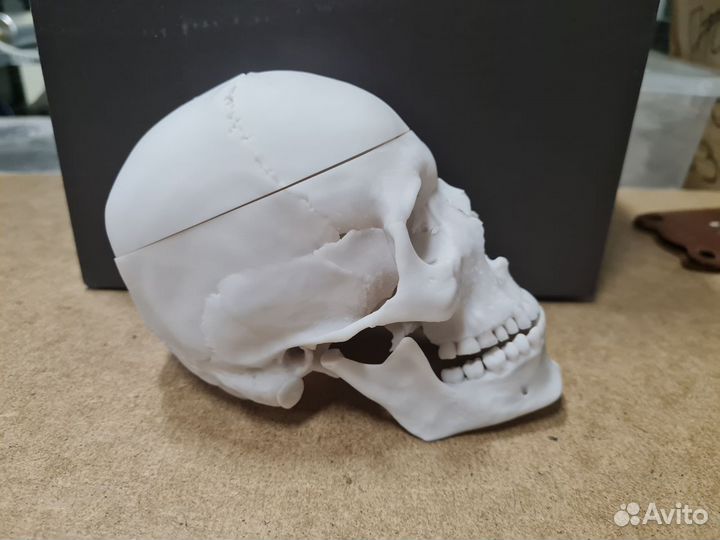 Череп анатомический