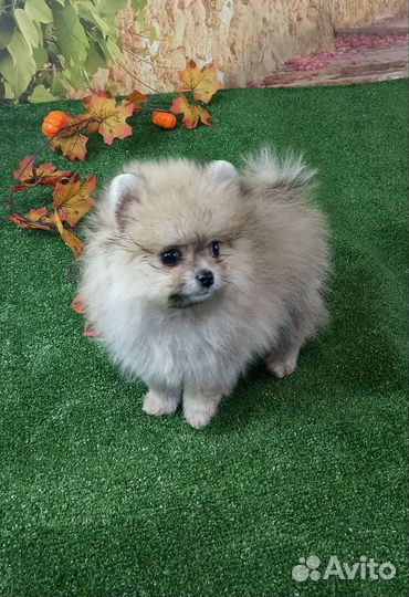 Щенки шпица