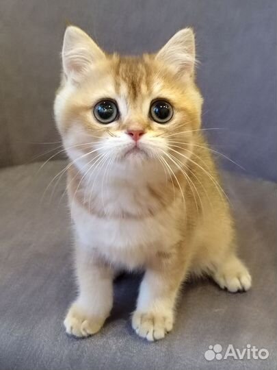 Золотой британский мальчик