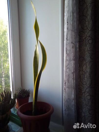 Сансивиерия (щучий хвост )