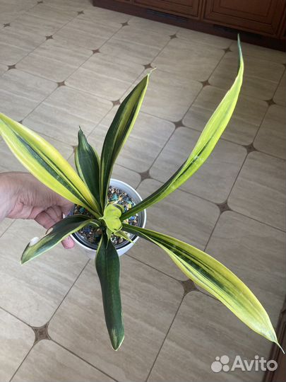 Сансевиерия