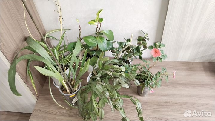 Цветы комнатные, требуют ухода