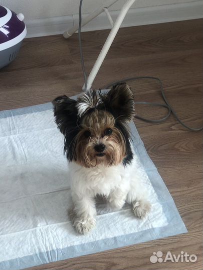 Передержка собак и кошек