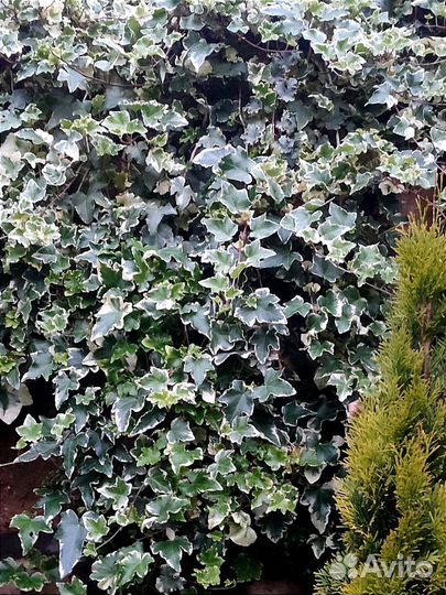 Срезы, черенки сортовых плющей