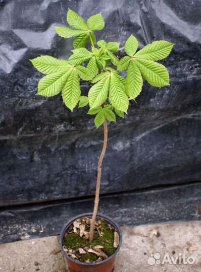 Саженцы каштана