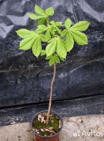 Саженцы каштана