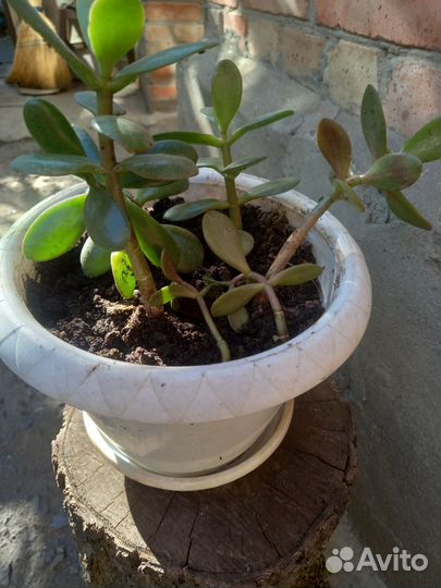 Денежное дерево толстянка крассула
