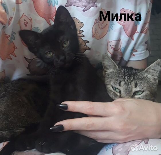 Кото-семья ищет дом