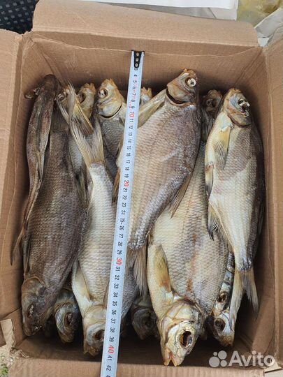 Вообла, тарань, судак, чехонь, лещ, щука, бычок