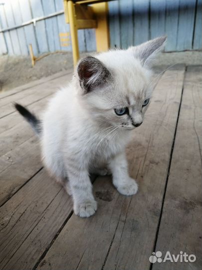 Котята в добрые руки бесплатно