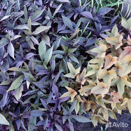 Ипомея Батат