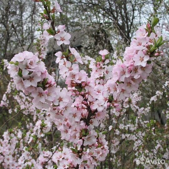 Саженцы вишни войлочной