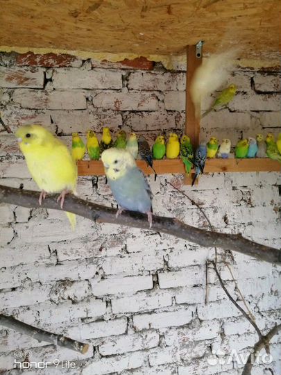 Волнистые попугаи