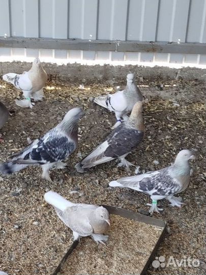 Голуби такла