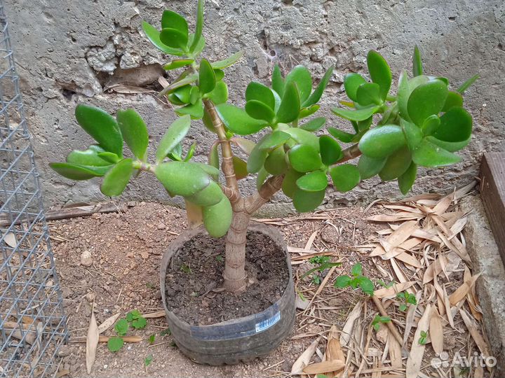 Денежное дерево толстянка