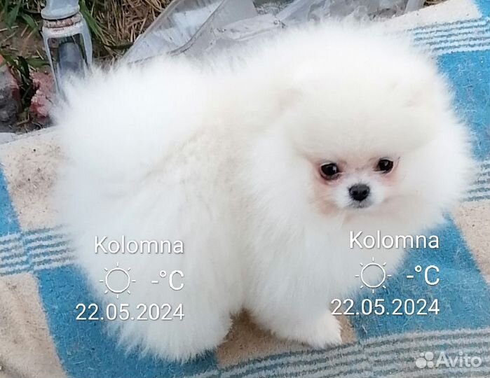 Белые мини мишки померашки