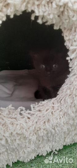 Черный котенок