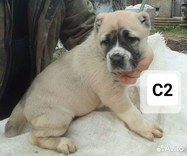 Среднеазиатская овчарка. сао. Алабай