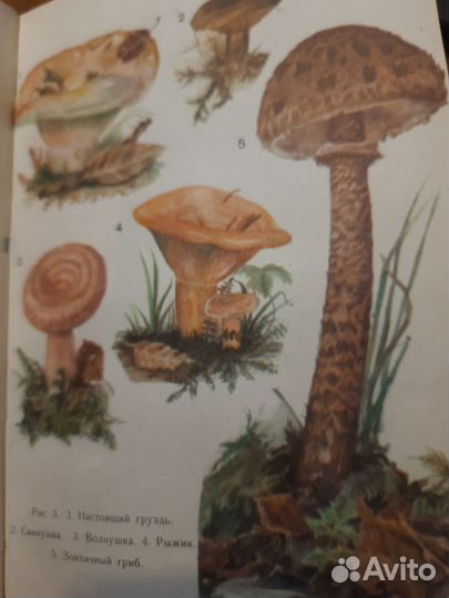 Д.П.Зуев Дары русского леса