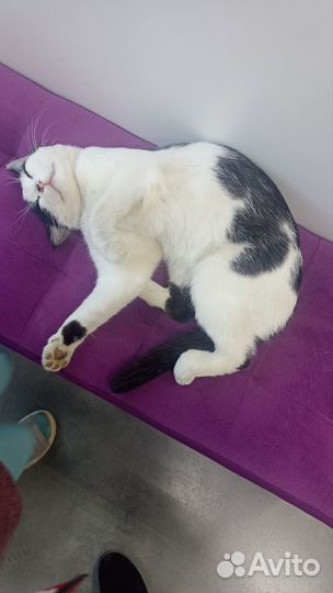 Найден кот