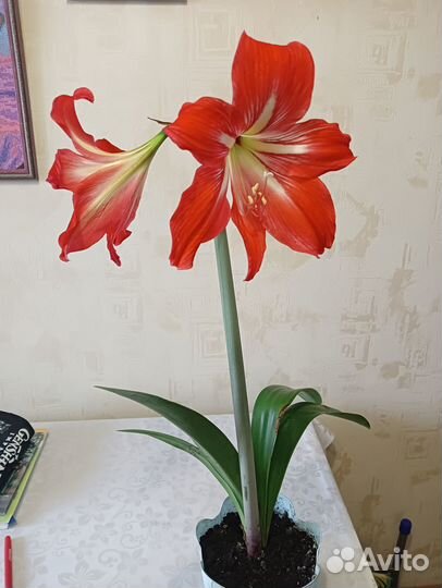 Комнатные цветы