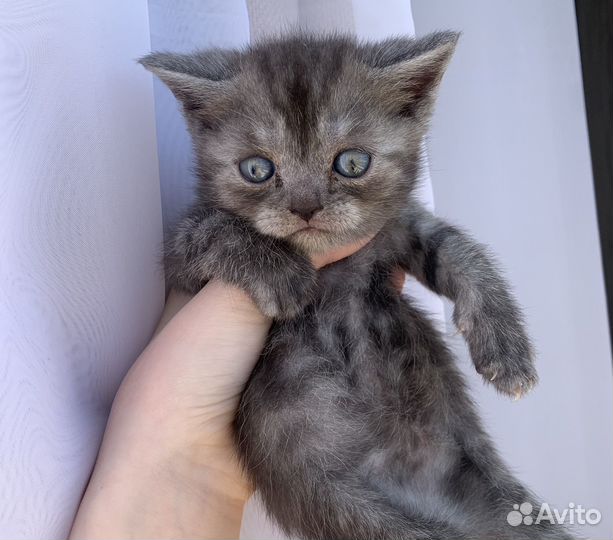Шотландские котята