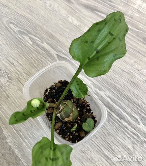 Дримиопсис