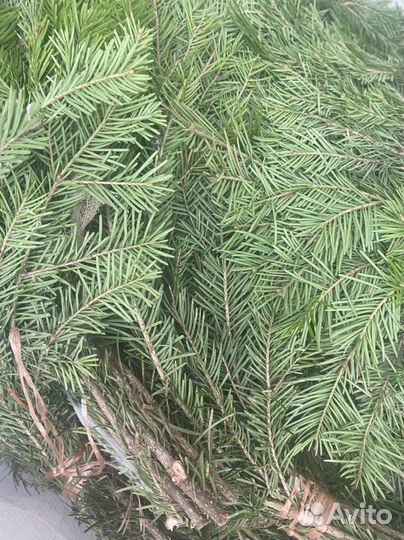 Веники. Береза. Дуб.Можжевельник. Пихта