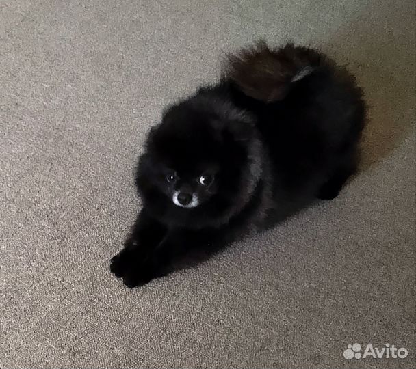 Померанский шпиц мини щенок