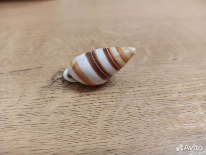 Морская раковина